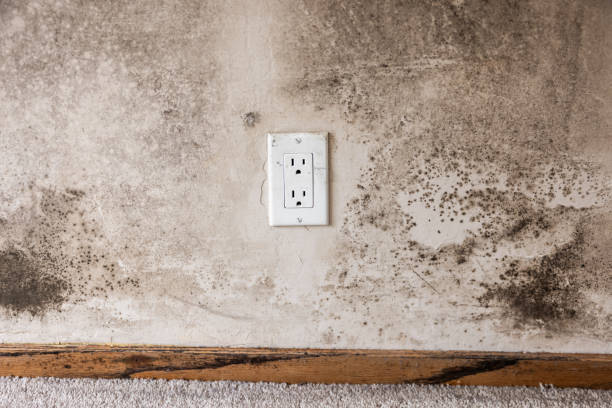 Best Commercial Mold Inspection  in Placitas, NM