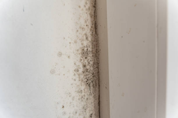 Best Mold Prevention Services  in Placitas, NM