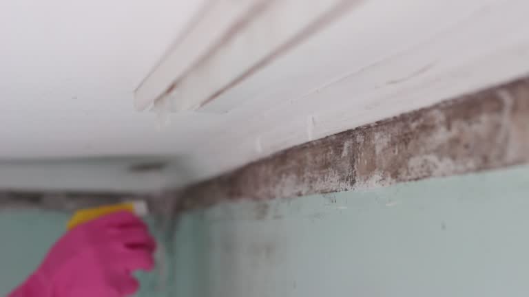 Best Environmental Consulting for Mold Prevention  in Placitas, NM